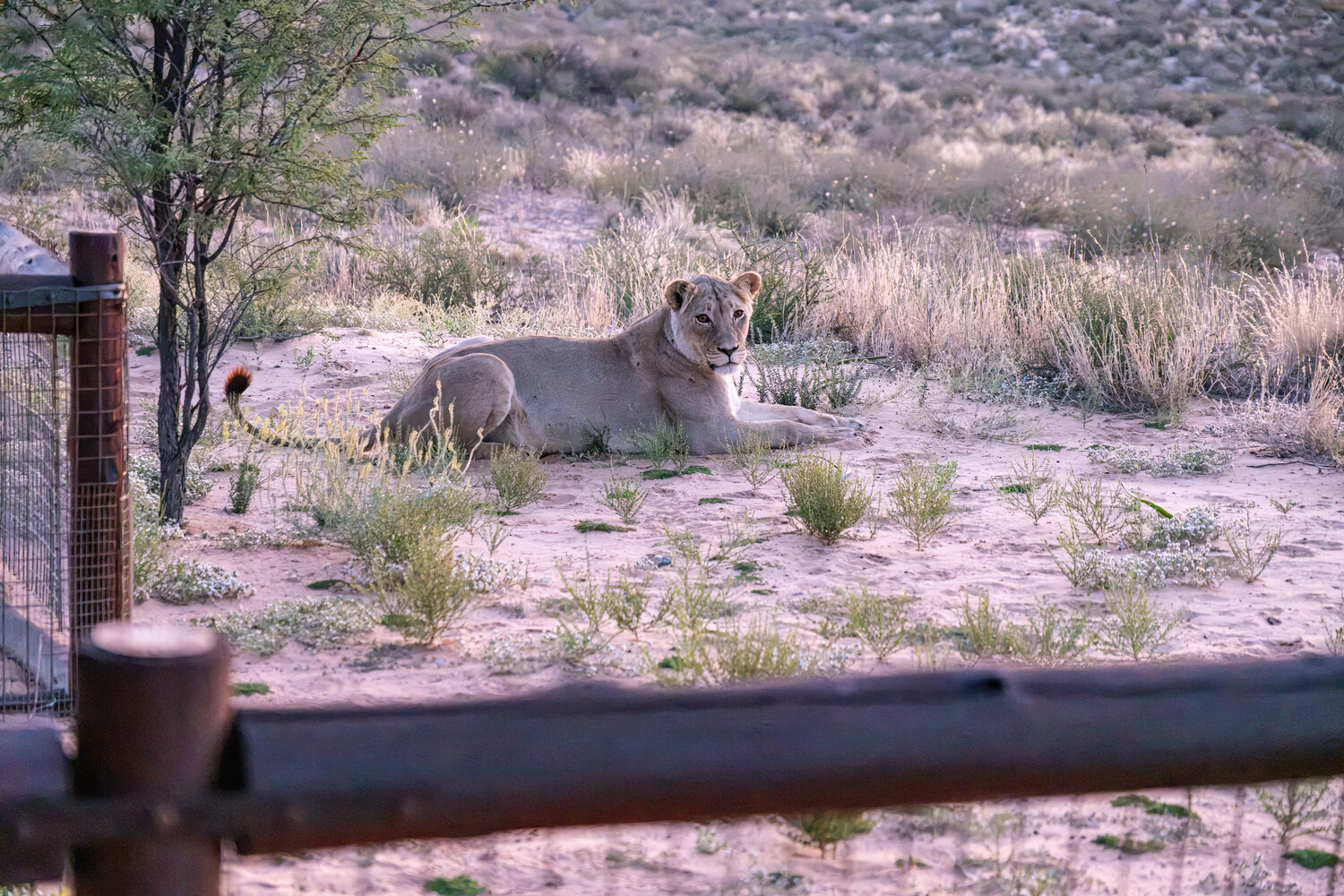 Lion resting on sandy ground behind a metal railing in an arid landscape
