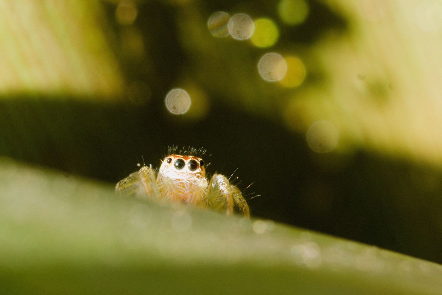 Jumping spider perched on a green leaf with soft bokeh background