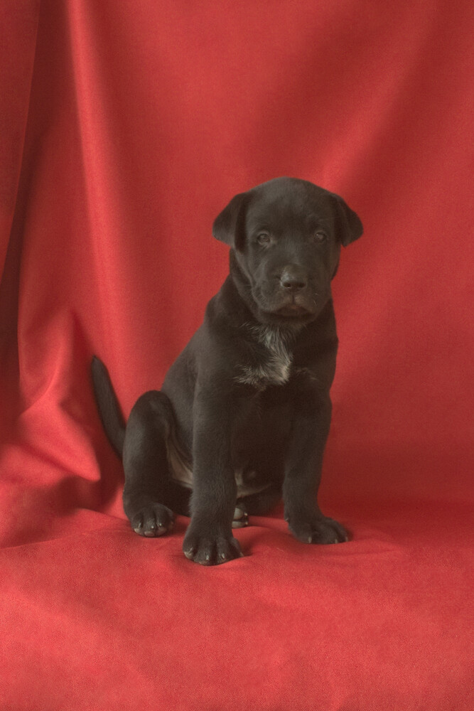 Black Labrador Retriever sitting against red backdrop, facing camera