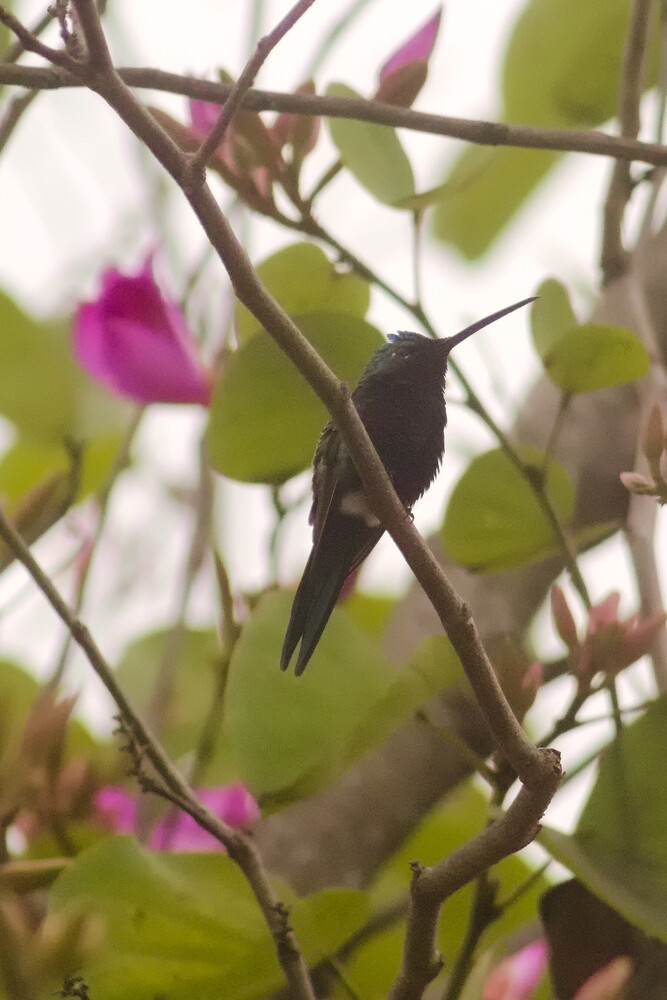 Hummingbird perched on a thin branch among magenta flowers and green foliage