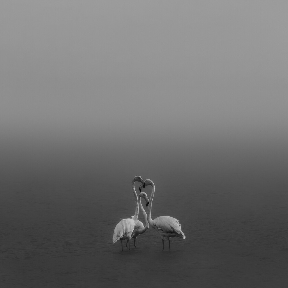 Two pelicans resting on water in heavy fog with minimal visibility