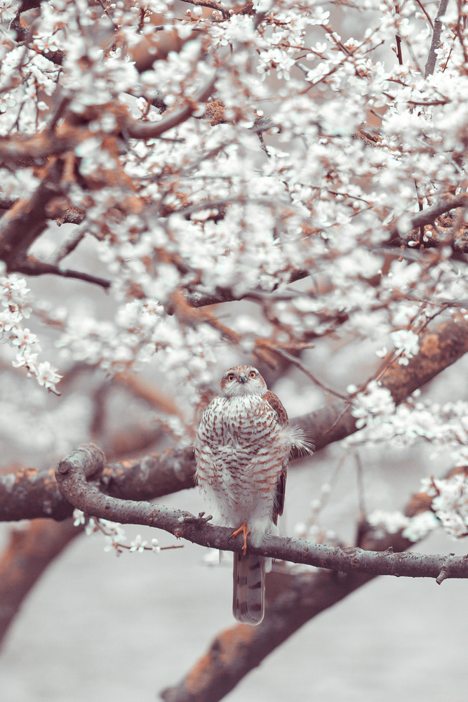 View Untitled 5 by Hanny Honeymoon