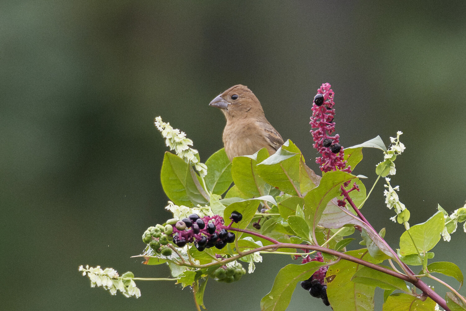 Brown finch perched among white and magenta flowering branches