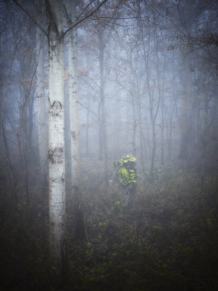 Misty forest with white birch tree in foreground and green foliage emerging from thick fog