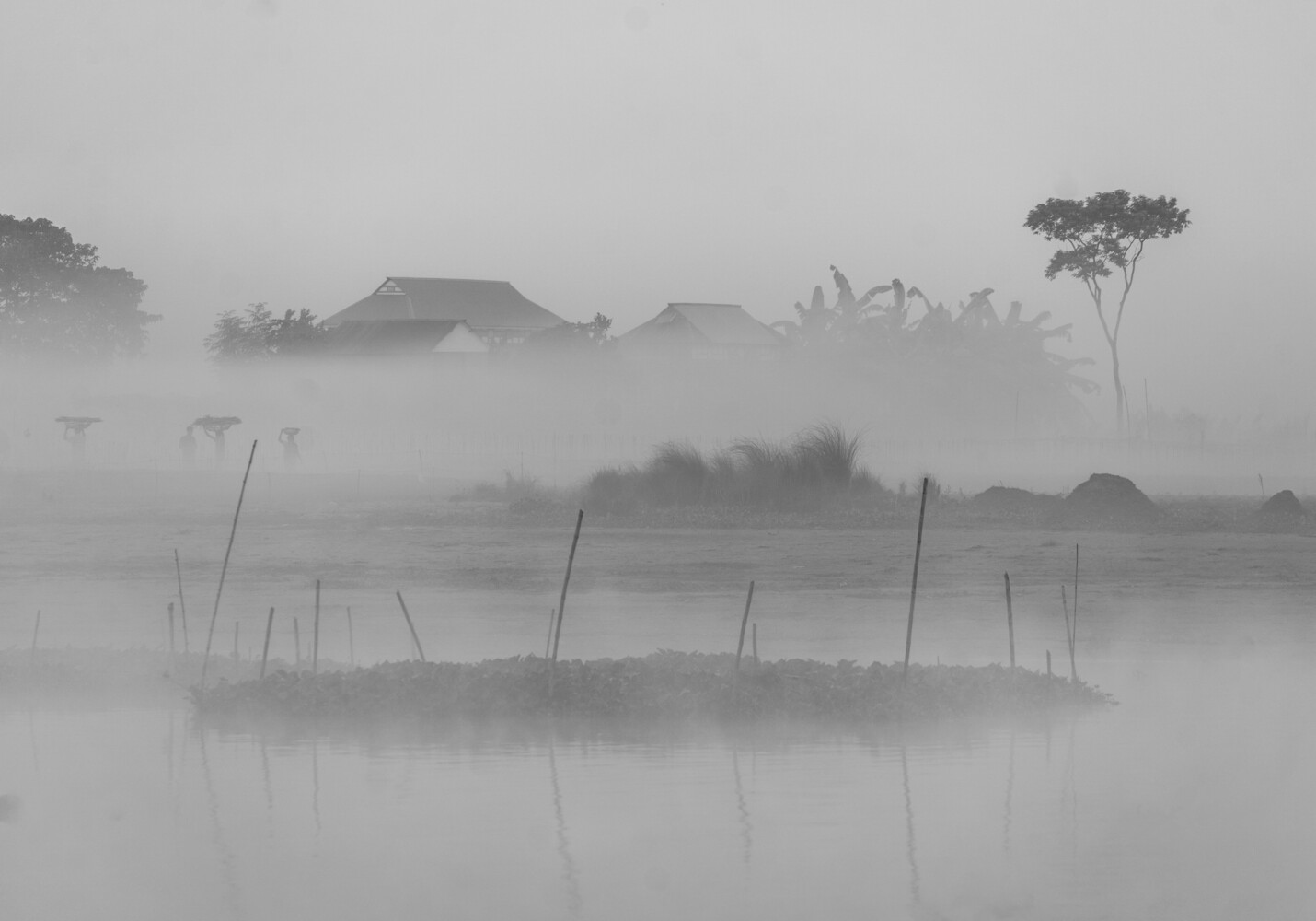 Misty wetland landscape with wooden poles and silhouetted trees fading into fog