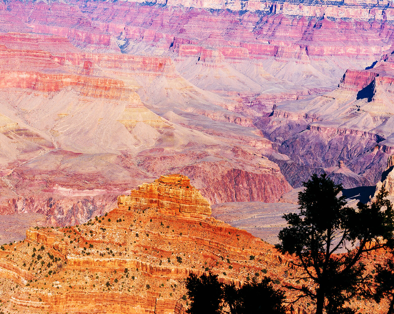 Layered red, orange, and purple canyon rock strata with a sunlit butte in the foreground and a dark tree on the right.
