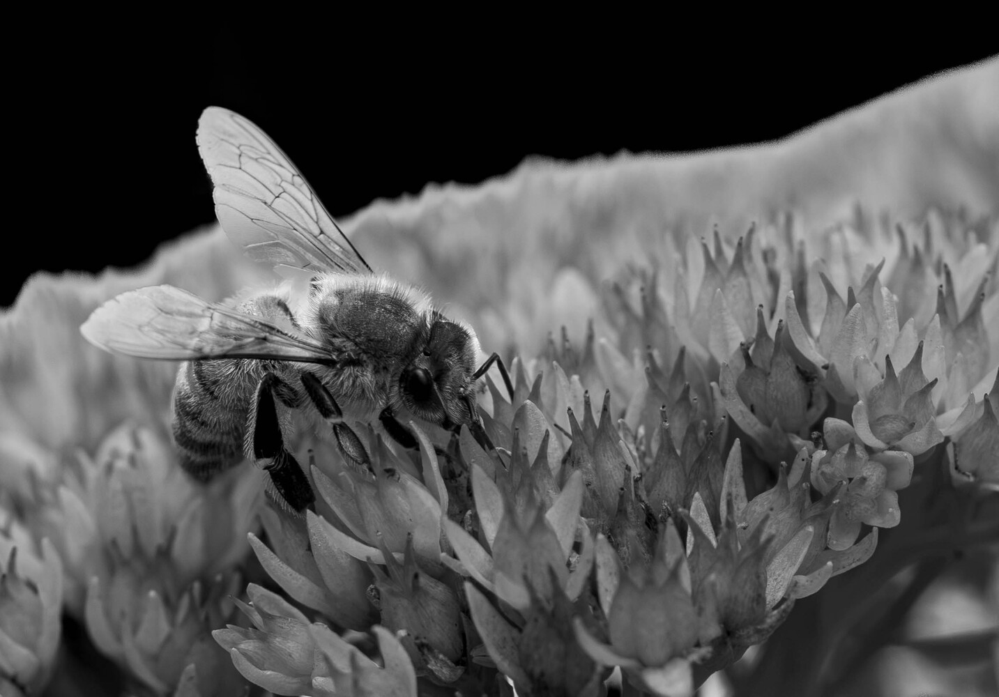 Bee pollinating clustered small flowers in black and white macro photography