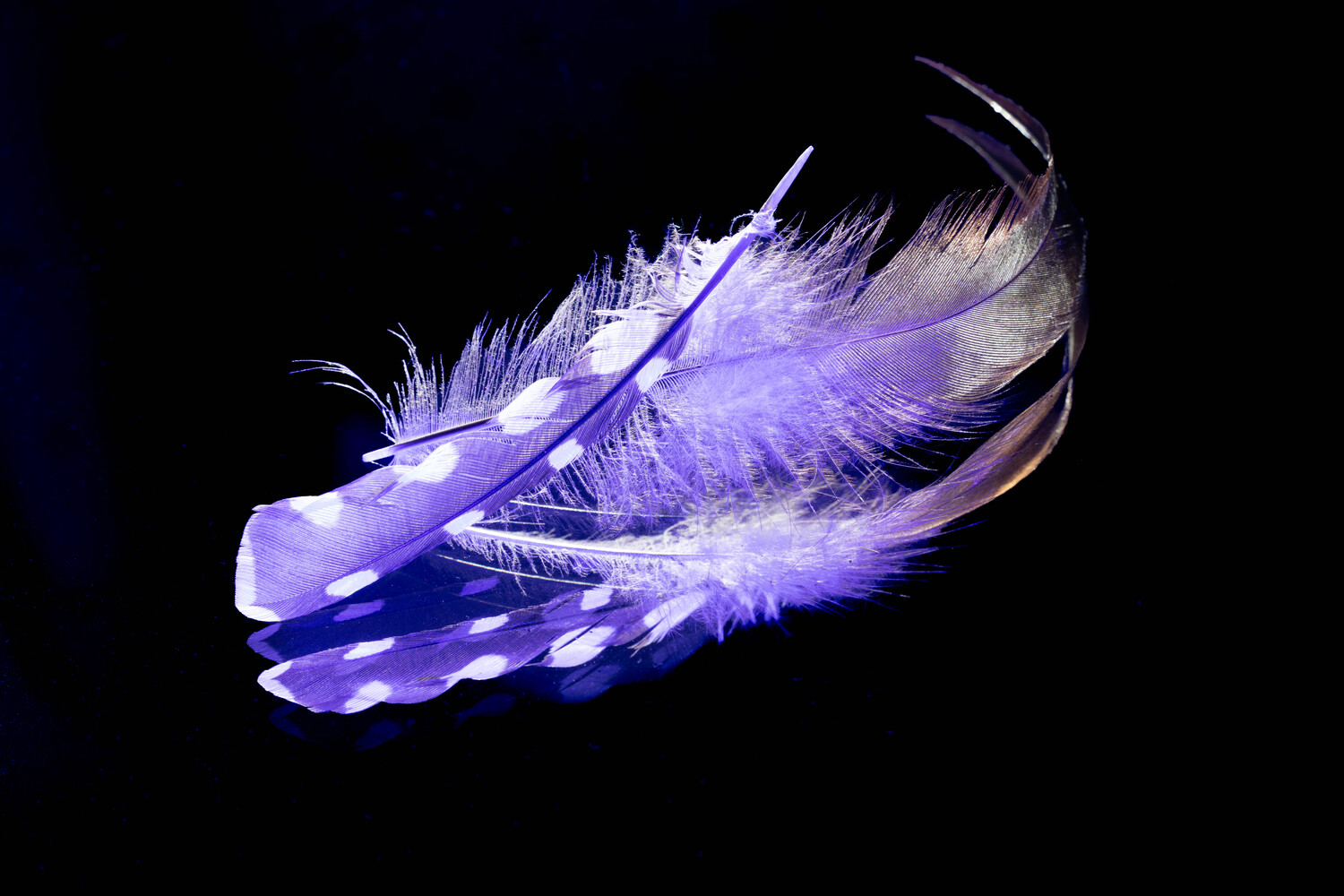 Purple and blue luminescent feathers with fine detail against black background