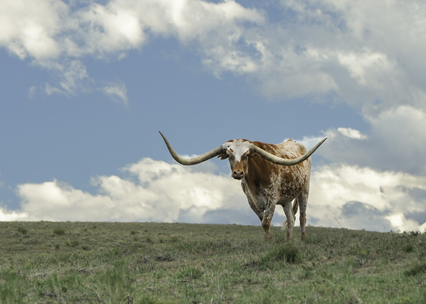 Longhorn cattle standing on sparse grassland against blue sky with white clouds
