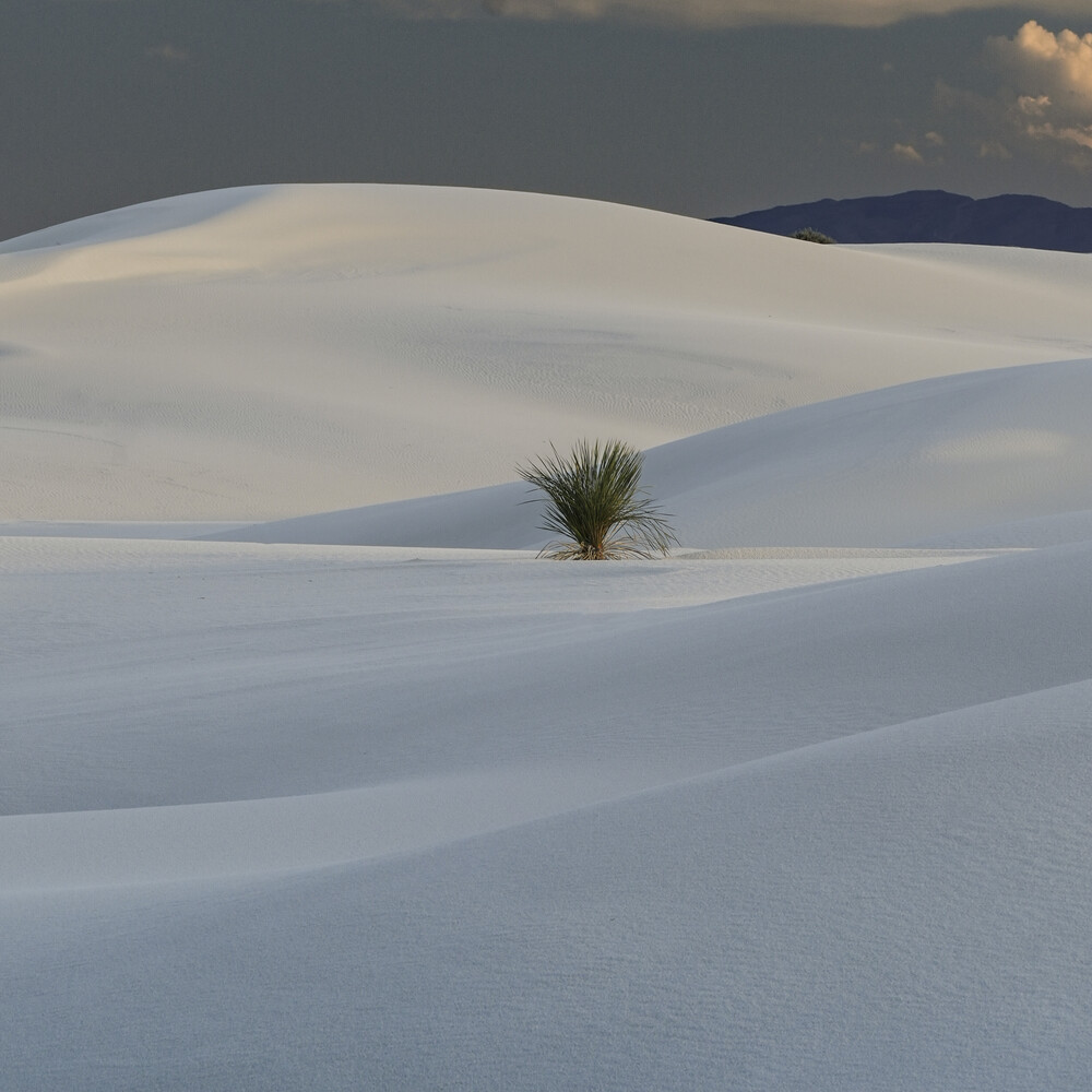 Soft white gypsum sand dune with a single yucca plant on the left, under a dark, cloudy sky with a distant mountain ridge.