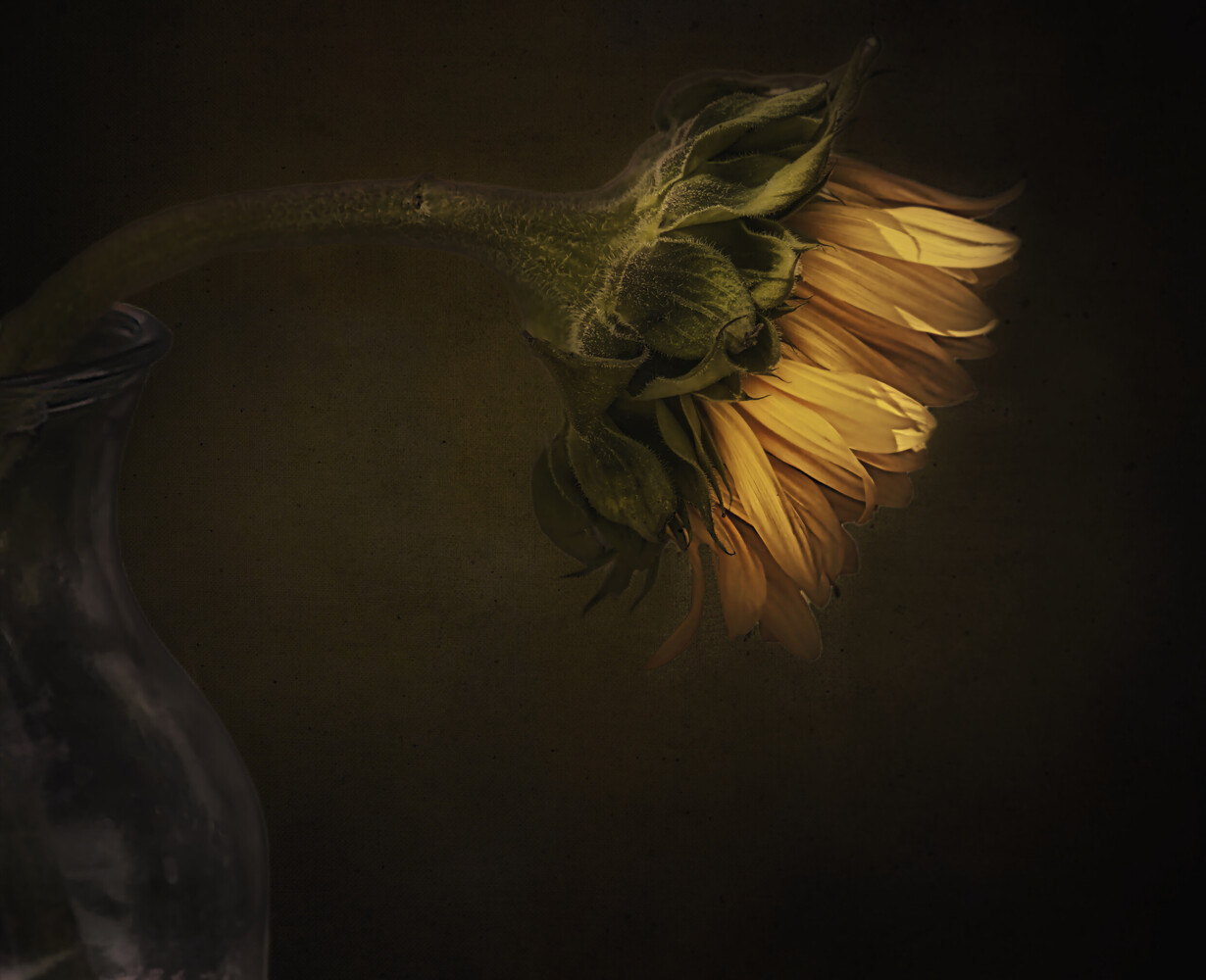Wilted sunflower head bent downward on a long curving stem, petals fading to amber, beside a clear glass vase on a dark background