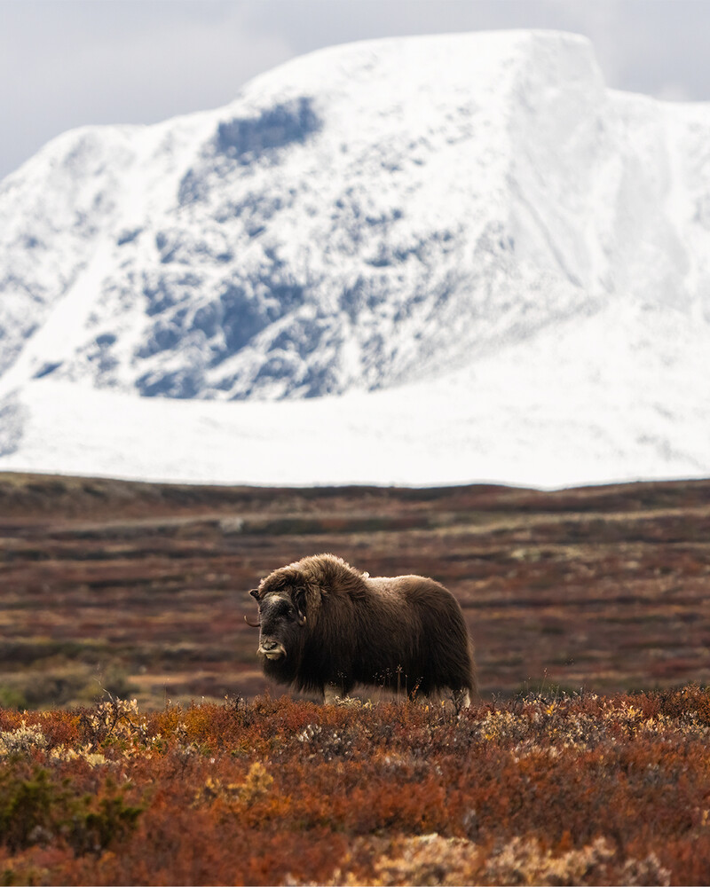 Musk ox standing in tundra with snow-covered mountain in background