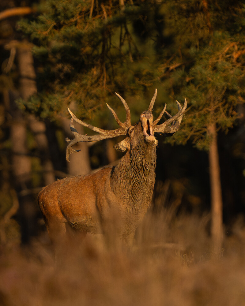 Large buck with multi-pointed antlers in misty forest setting during golden hour