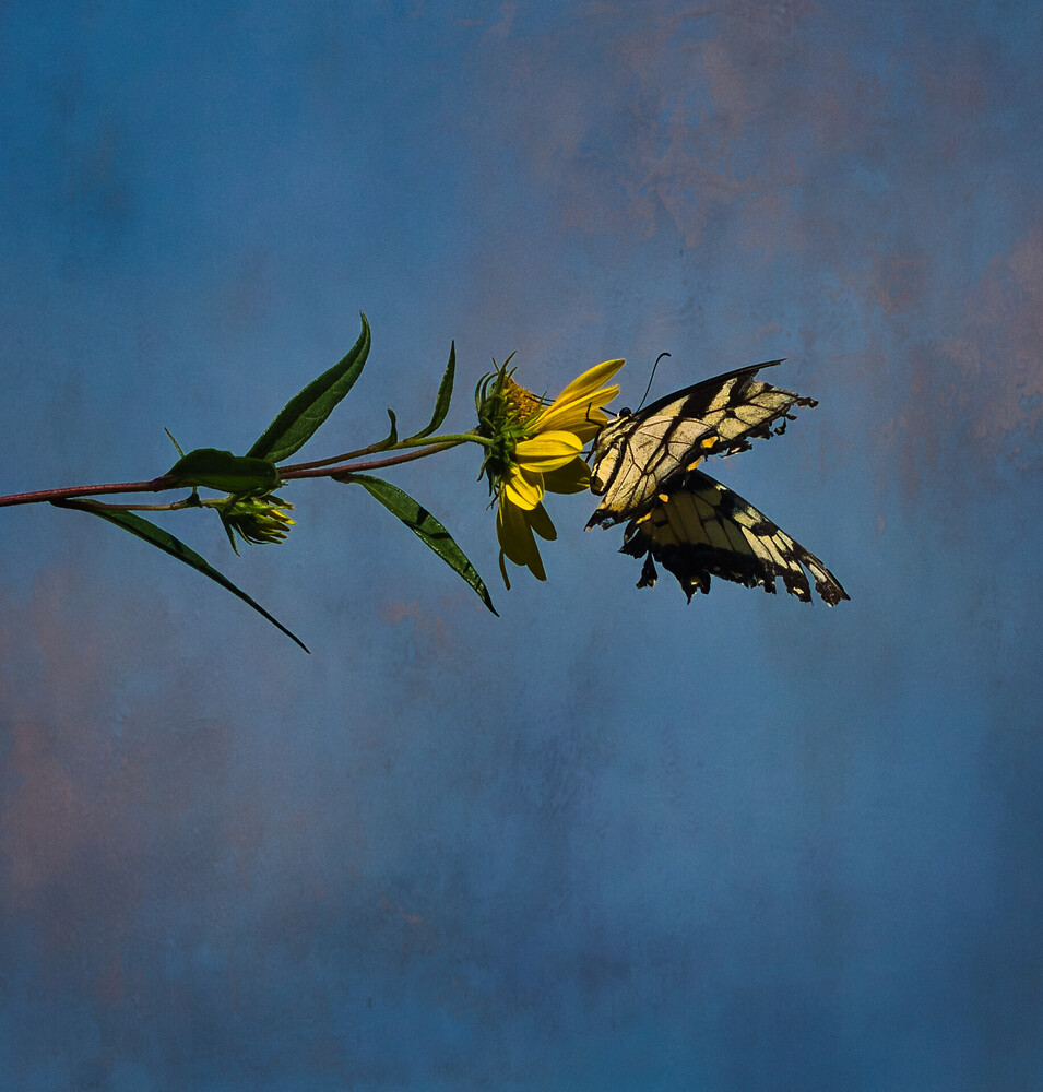 Wilted yellow flower with brown, papery petals against a soft blue textured background