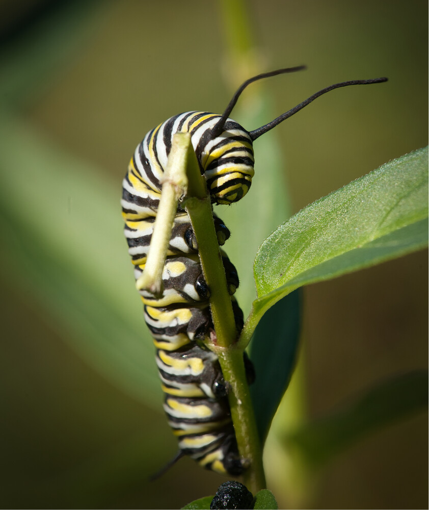 Monarch caterpillar with distinctive yellow, black, and white bands on a green plant stem