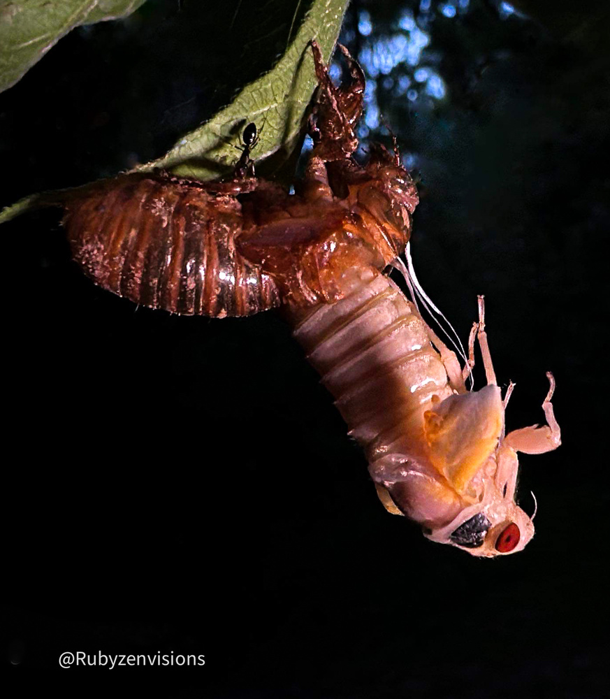View Emerging Cicadas at Sundown by Lori Townzen