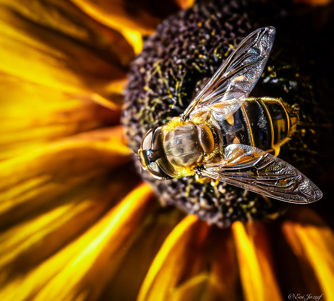 Bee with striped abdomen collecting pollen from yellow flower with dark center