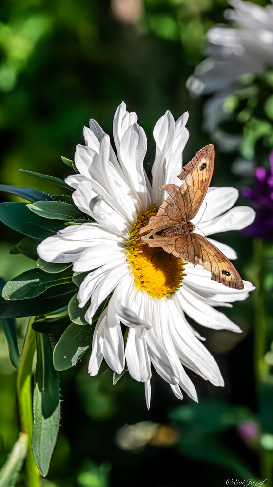 Brown butterfly with yellow markings perched on white daisy flower petals