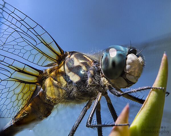 Macro photograph of a dragonfly perched on a green plant stem against blue sky