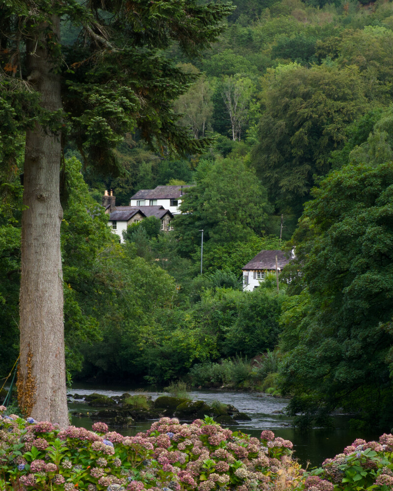 Two white rendered cottages with dark slate roofs sit on a wooded hillside above a river, framed by a tall conifer trunk and pink hydrangeas.