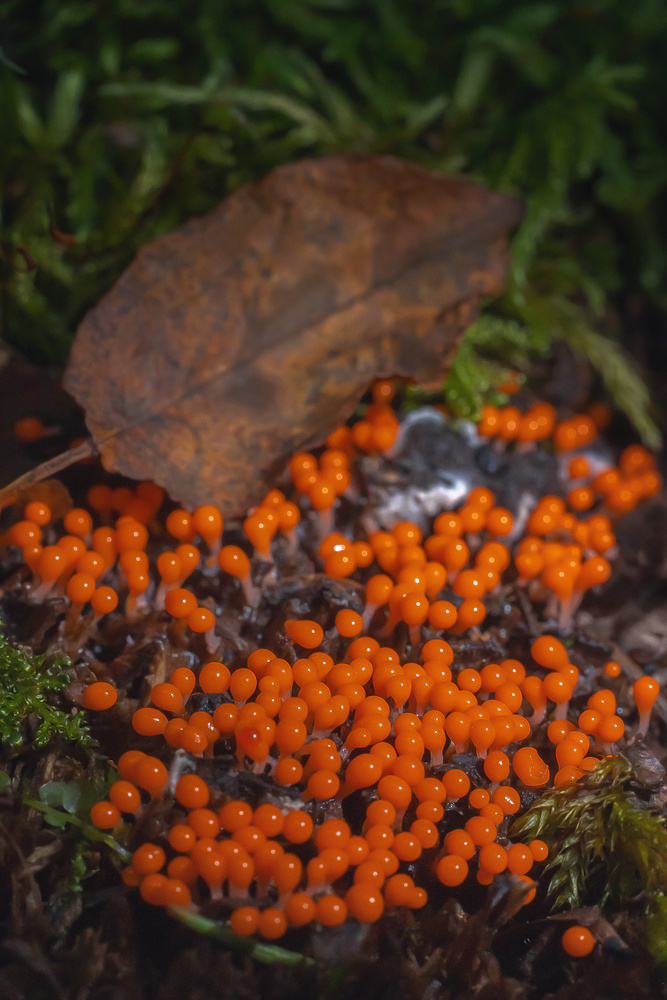View Trichia decipiens by Viktor Sheshukov