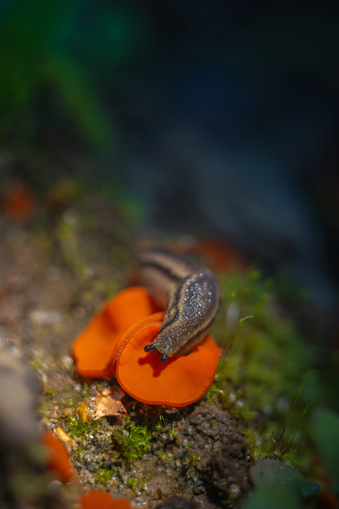View Mushroom and slug by Viktor Sheshukov