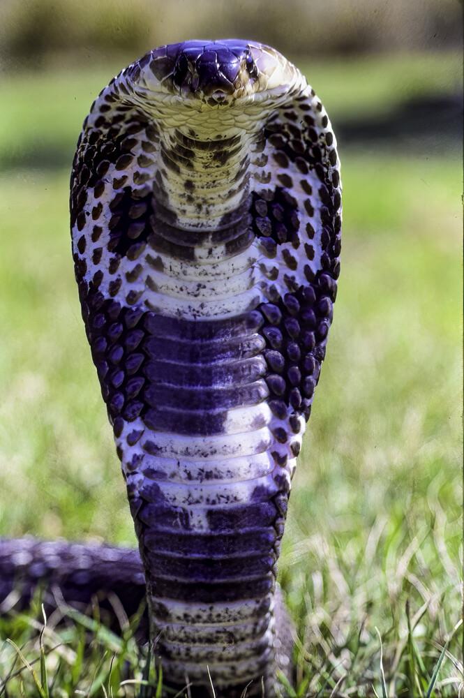 Monocled cobra in striking pose on grass with hood fully expanded