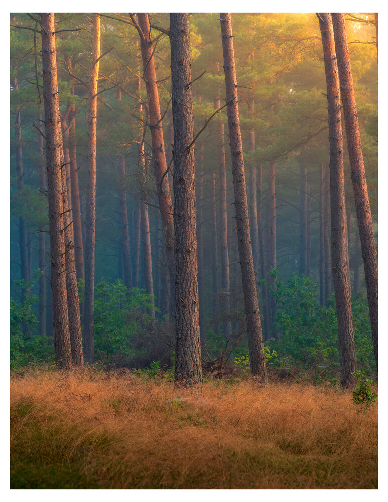 Tall pine trees with warm golden sunlight filtering through misty forest canopy