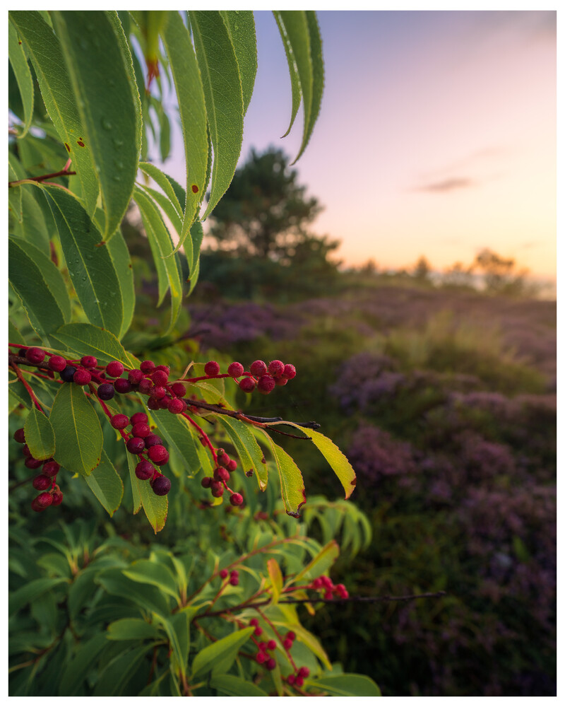 Red berries and green foliage in sharp focus with rolling landscape at sunset