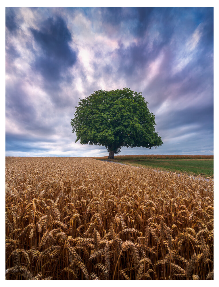 Solitary leafy tree standing in a golden wheat field under dramatic cloudy sky