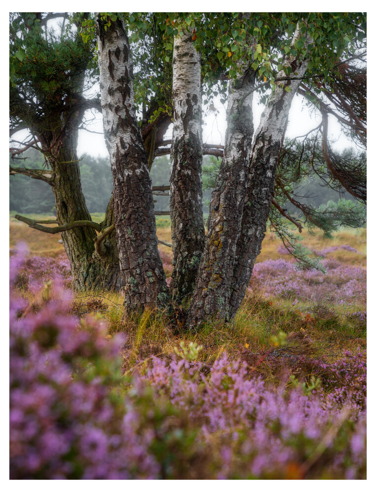 Gnarled tree trunks surrounded by vibrant purple flowering heather in a moorland landscape