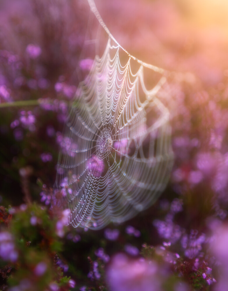 Dew-covered spider web suspended among purple flowers in soft, warm backlit light