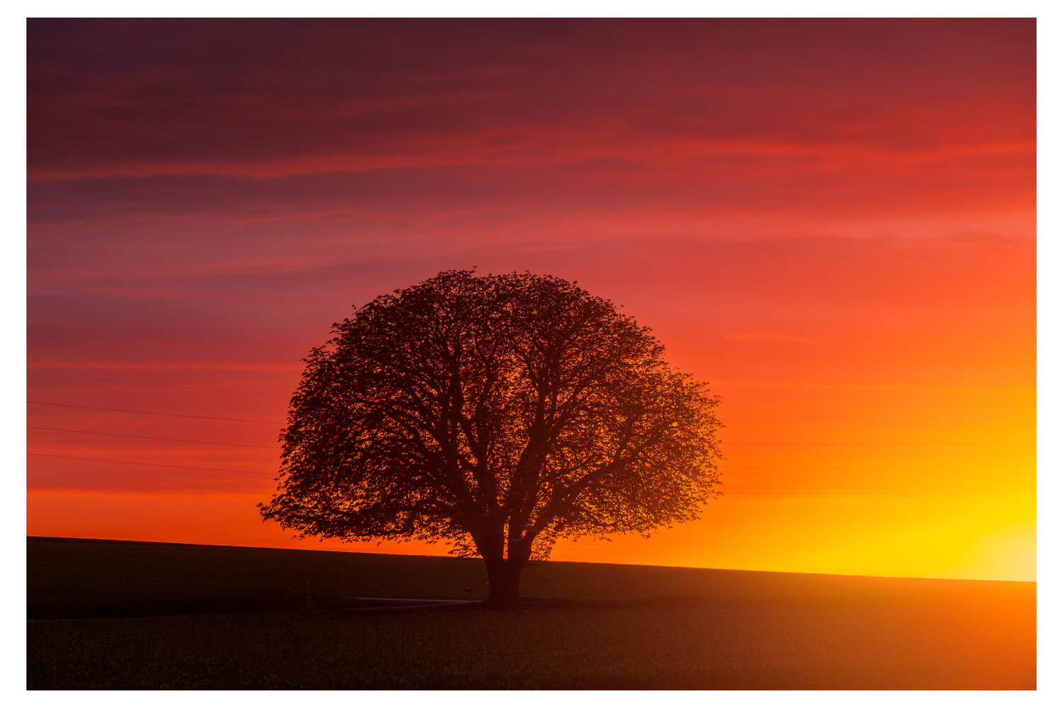 Solitary tree silhouetted against vibrant sunset sky with orange and red gradients