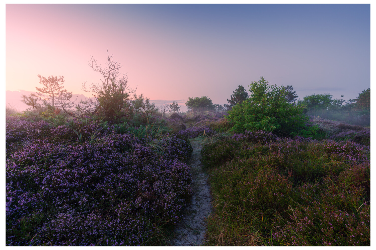 Misty heathland landscape at dawn with purple flowering shrubs and a narrow path