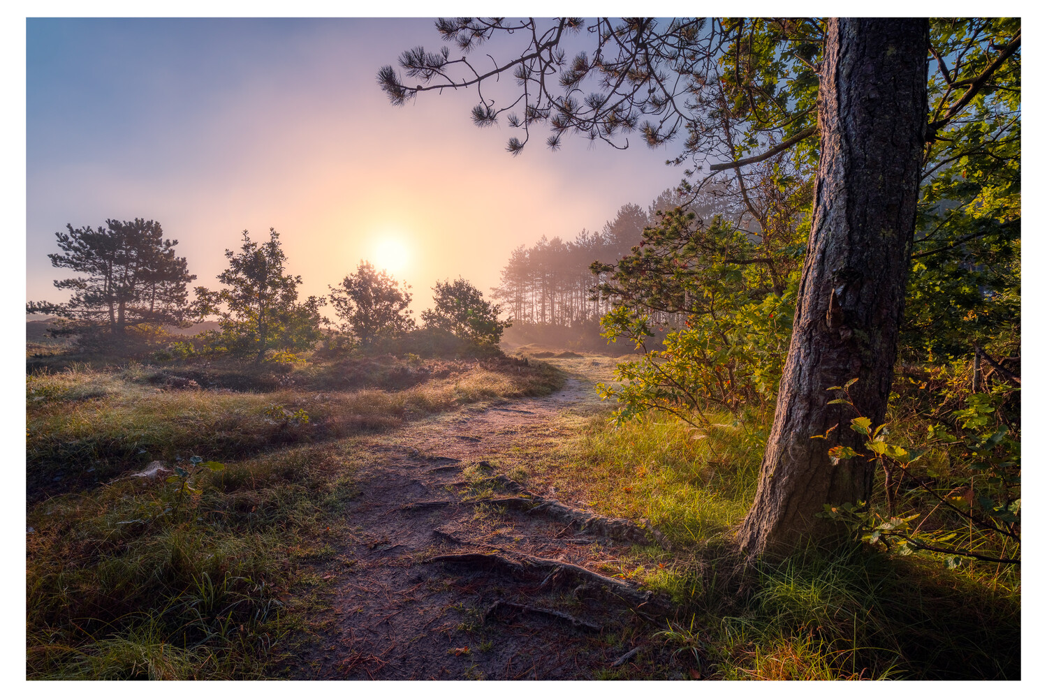 Sun rising over a misty heathland landscape with a gnarled tree in the foreground