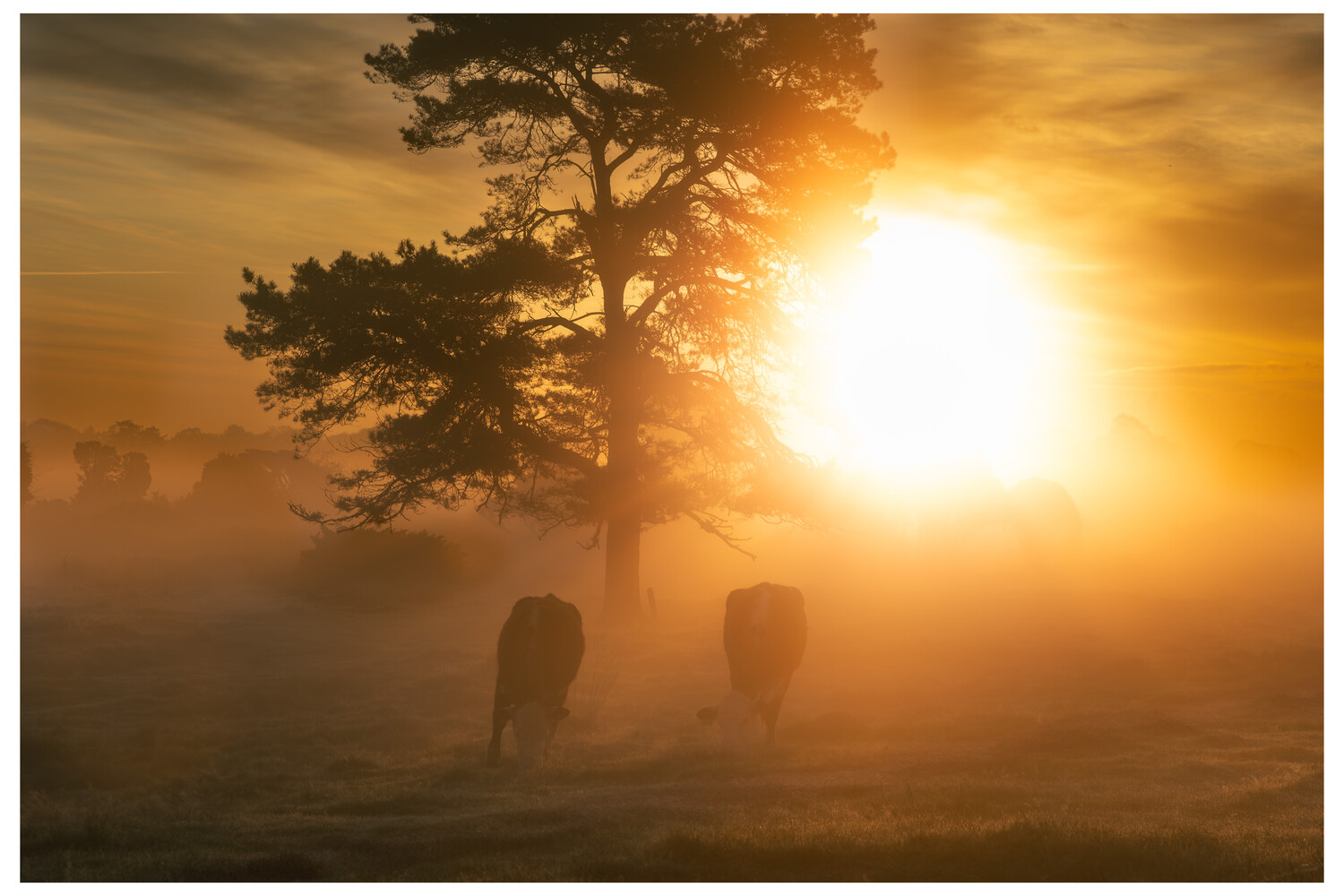 Two cattle grazing in a misty meadow at sunrise, silhouetted against a glowing sun behind a tall pine tree