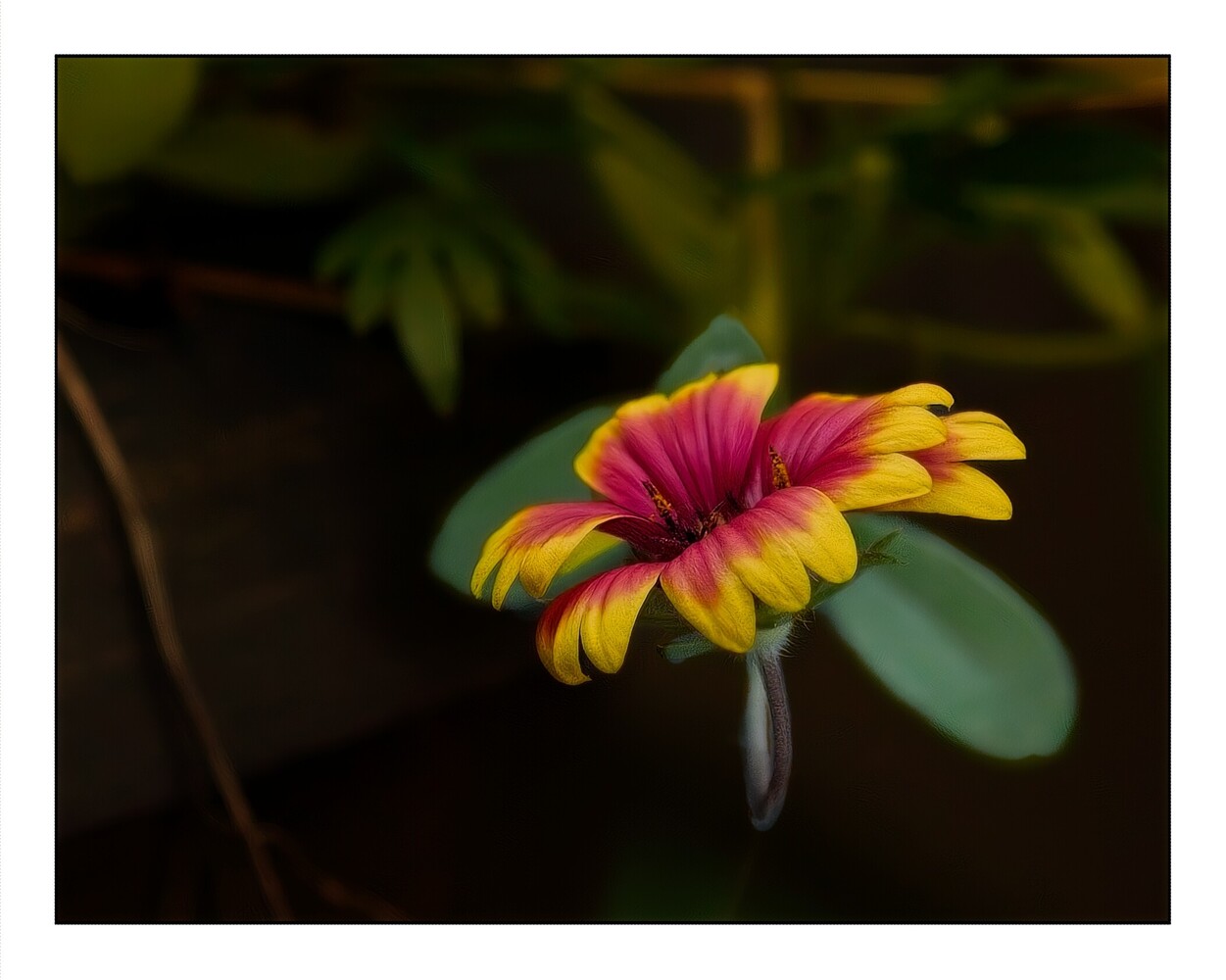 Vibrant yellow and magenta Gerbera daisy with layered petals against a dark, blurred green background