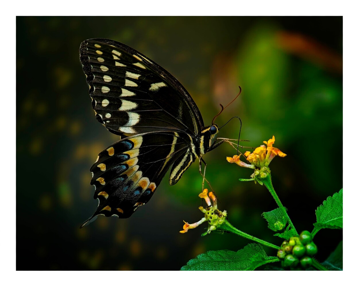 Black swallowtail butterfly perched on small yellow flowers against blurred green background