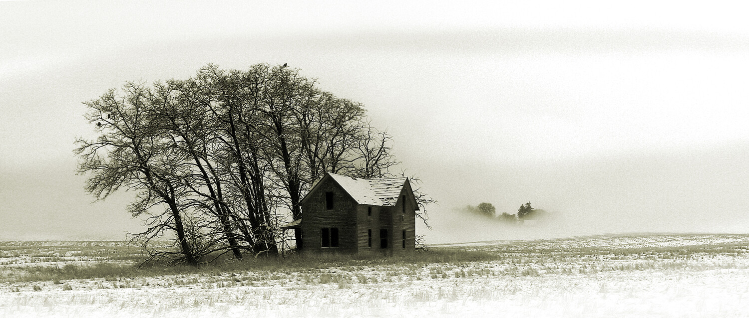 Abandoned farmhouse with bare tree in misty winter field