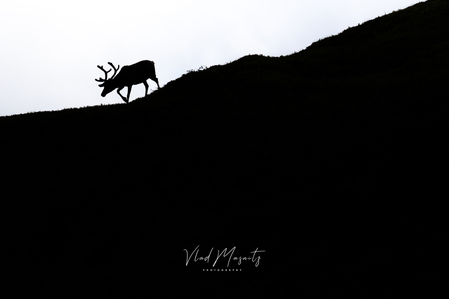 Silhouette of a deer with antlers walking across a hillside against a light sky