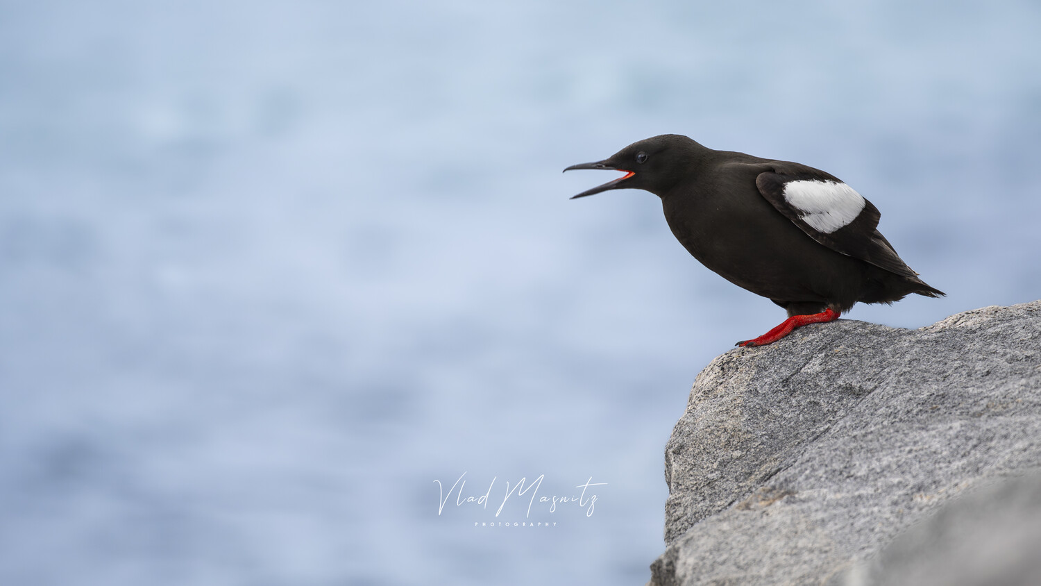 Black bird with white wing patch and red legs perched on gray rock against blue water