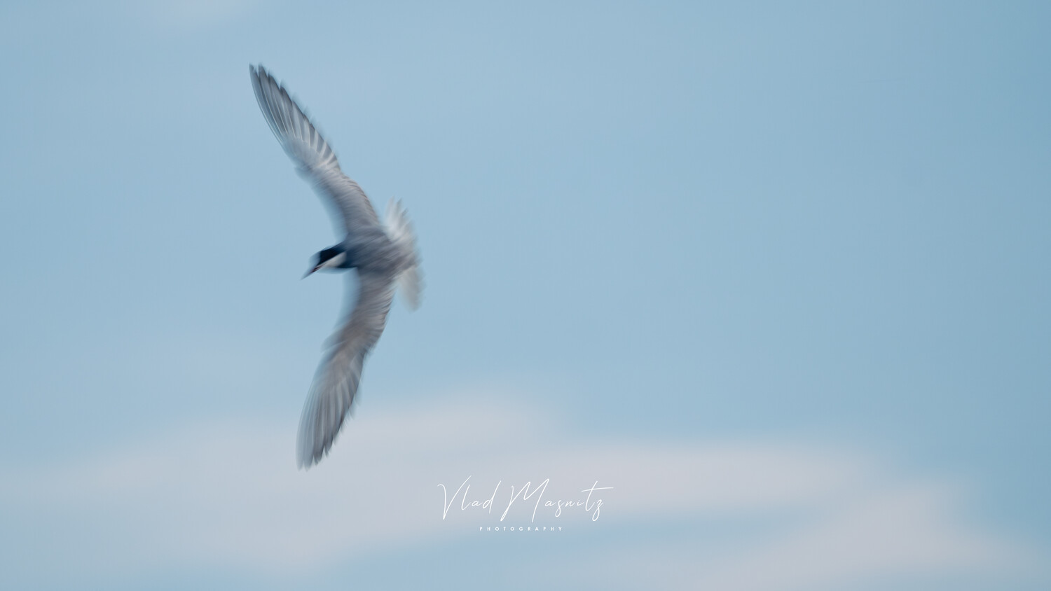 White seabird in flight against clear blue sky with subtle clouds