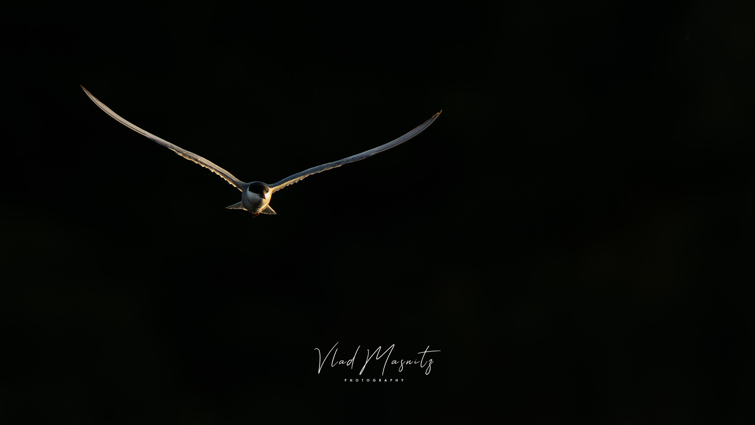 Bird in flight against black background with wings fully extended