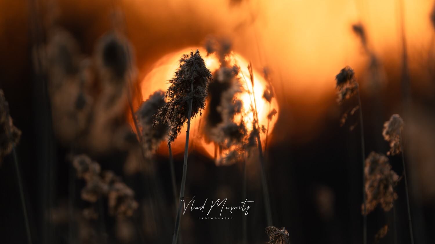 Dried seed heads backlit by warm sunset light with shallow depth of field