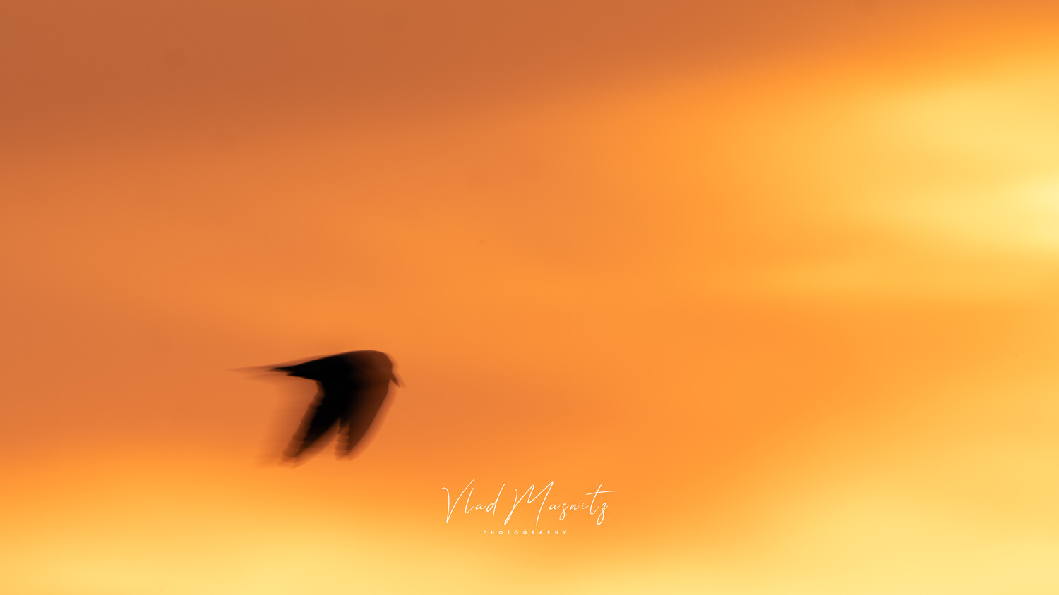 Bird in flight silhouetted against golden orange sunset sky
