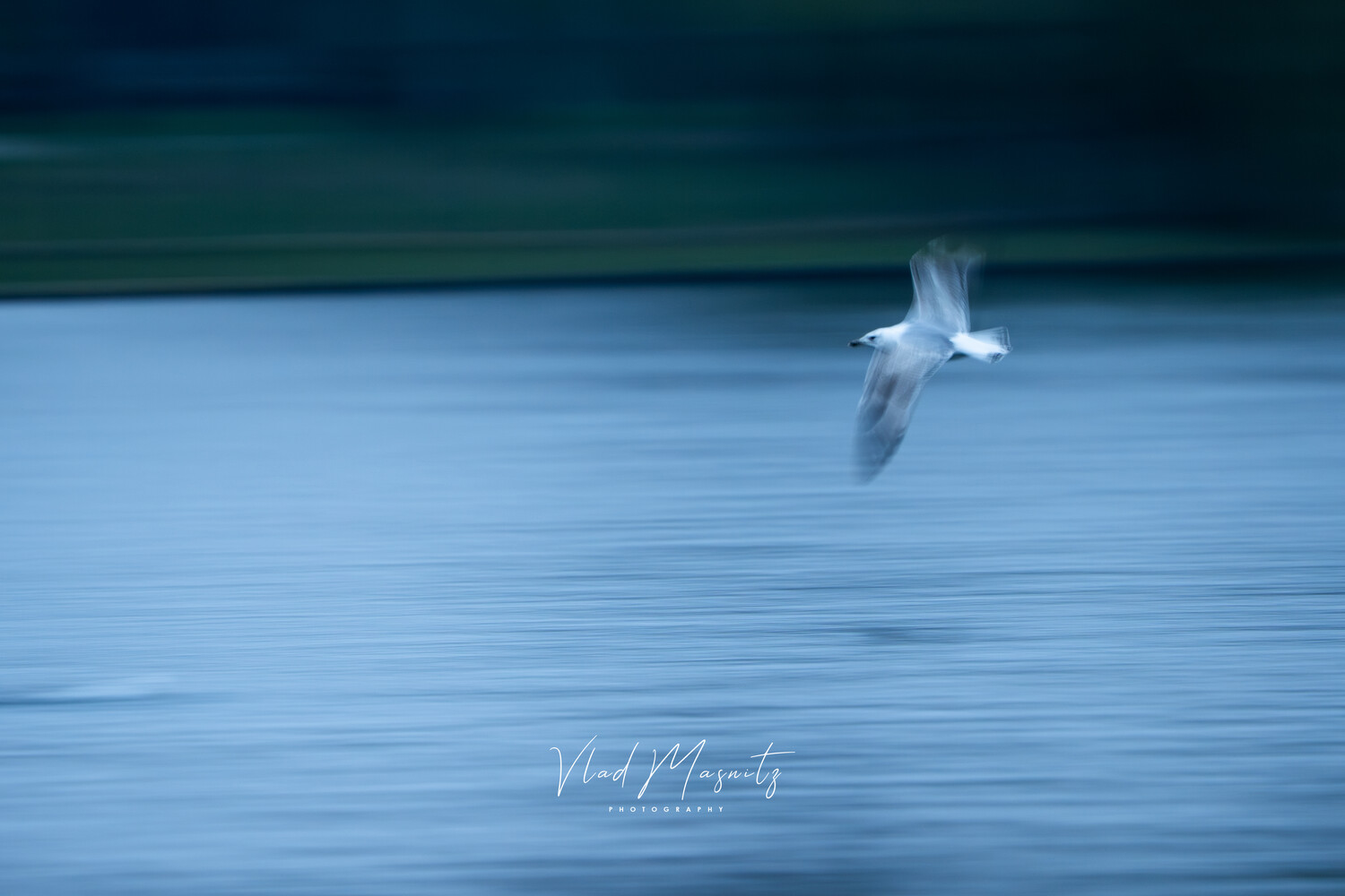Seagull in flight over calm blue water with motion blur