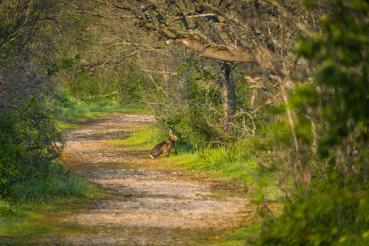 Rabbit sitting on a leafy woodland path lined with moss-covered trees