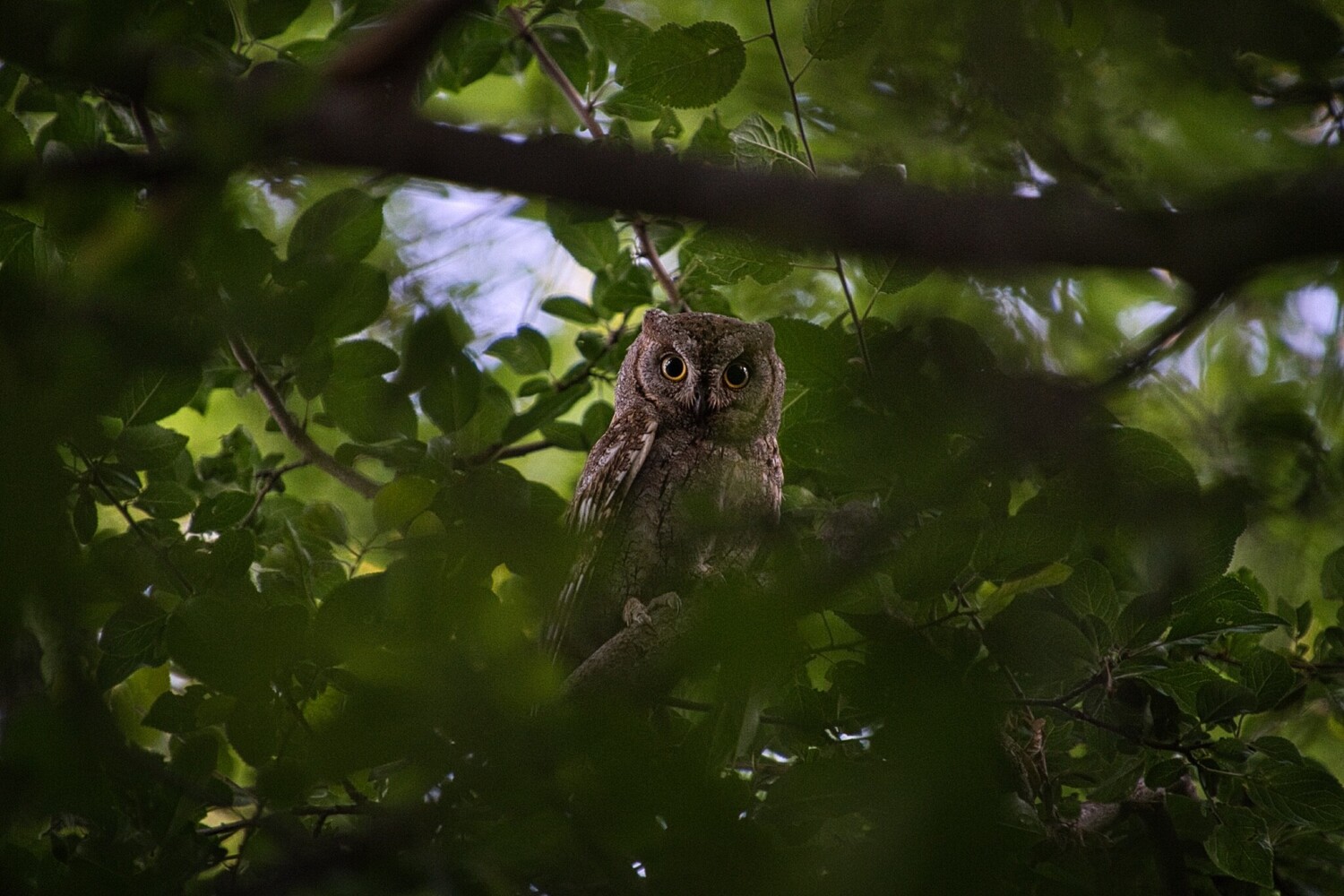 Small owl perched on branch among dense green foliage, gazing directly at camera