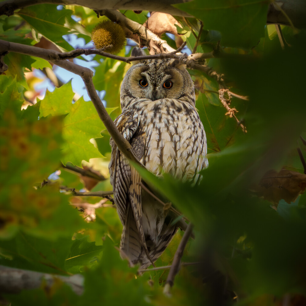 Streaked brown owl perched on a branch in a leafy tree, staring directly at the camera through blurred foreground leaves