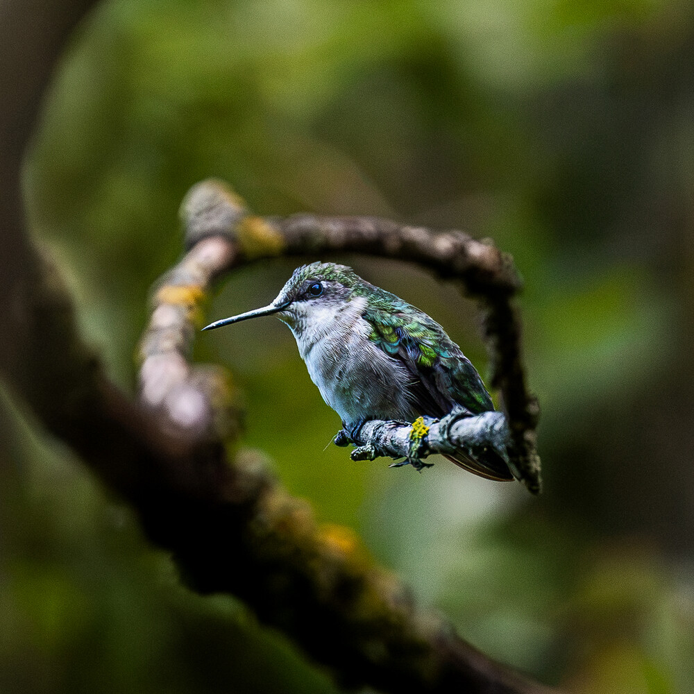 Hummingbird perched on a curved, moss-covered branch against a blurred green background